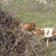 <h1 style="font-size: 12px"><em><font color="#333333">Breton in ferma del nostro Amico Cacciatore Michele</font></em></h1>